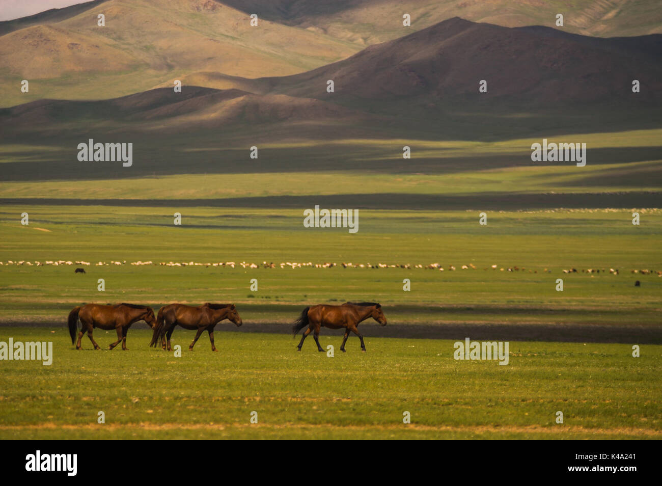 Typical mongolian landscape and steppe with horses and yurt Stock Photo ...