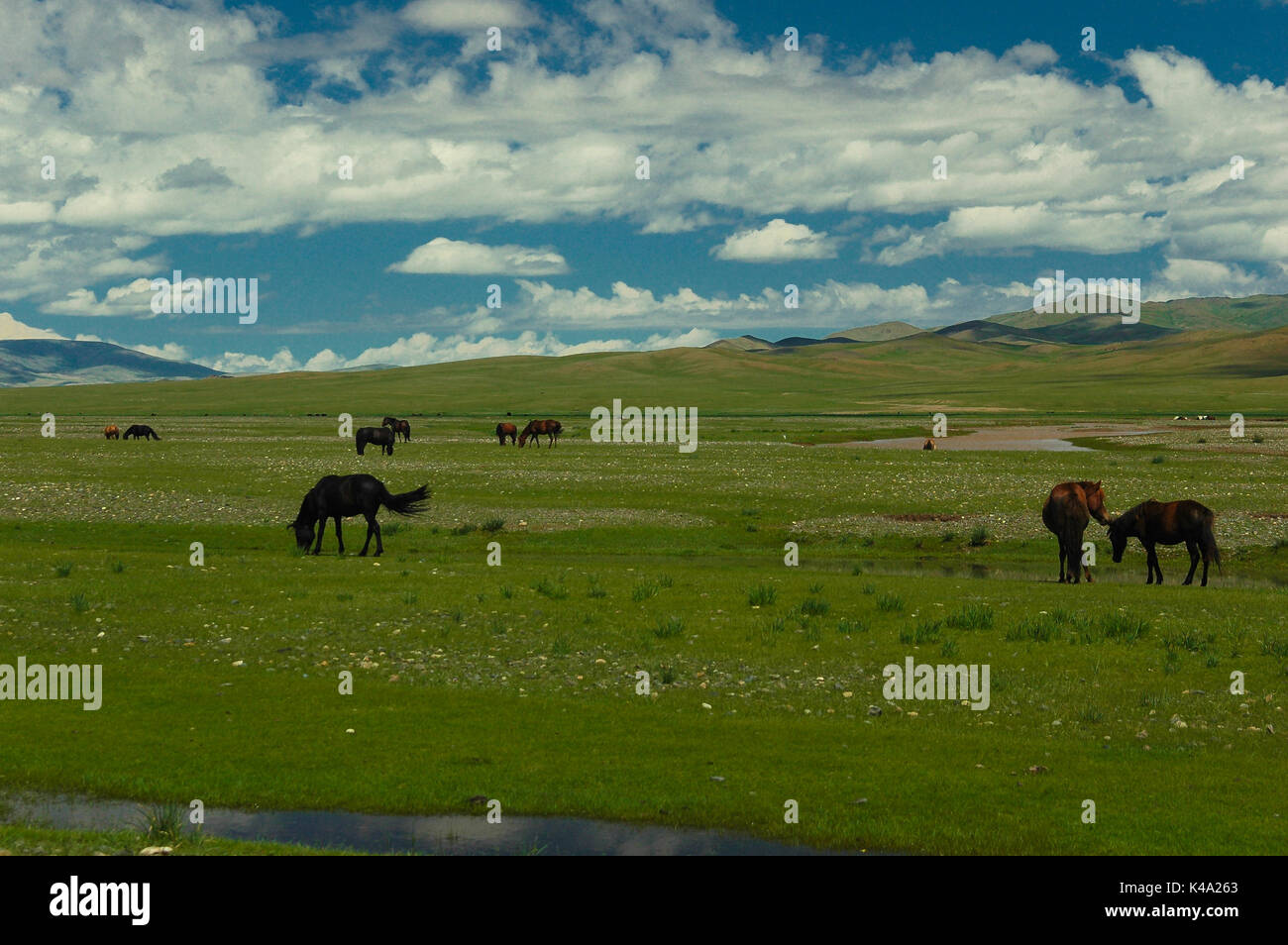Typical mongolian landscape and steppe with horses and yurt Stock Photo ...