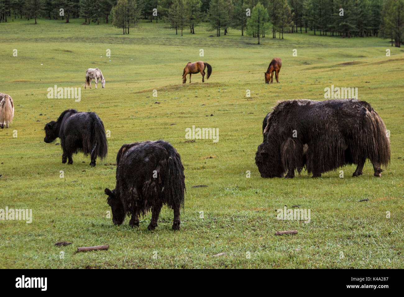 Typical mongolian landscape and steppe with yaks and yurt Stock Photo ...