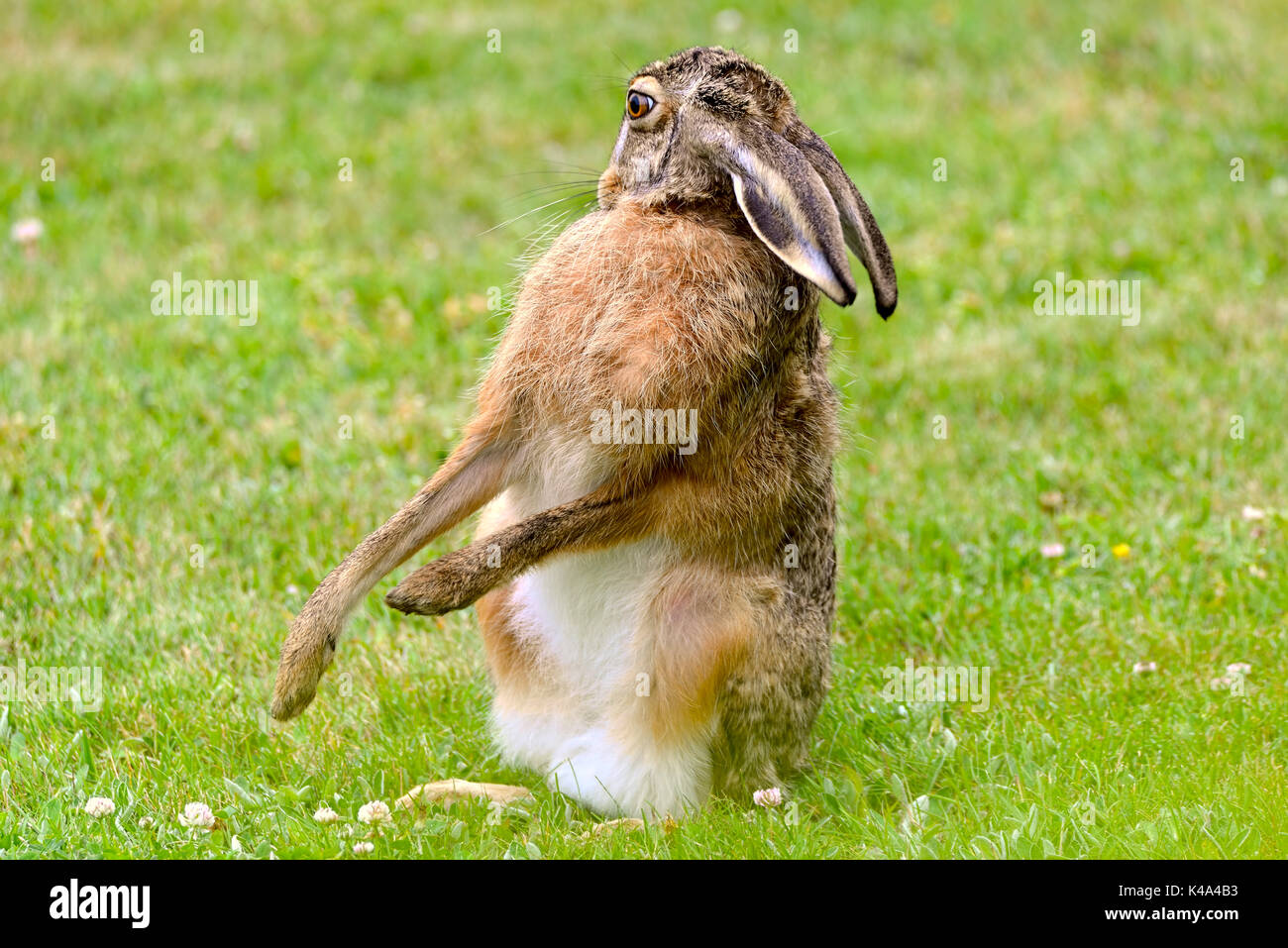 European Hare, Lepus Europaeus Stock Photo