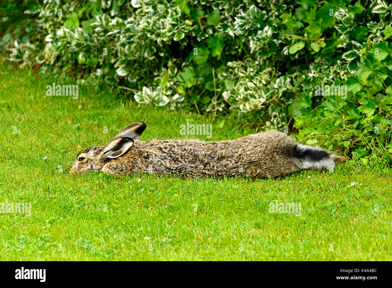 European Hare, Lepus Europaeus Stock Photo