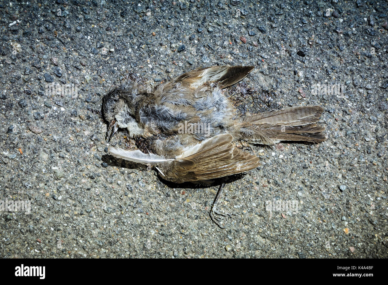 Dead Sparrow, Passer Domesticus, On The Street Stock Photo