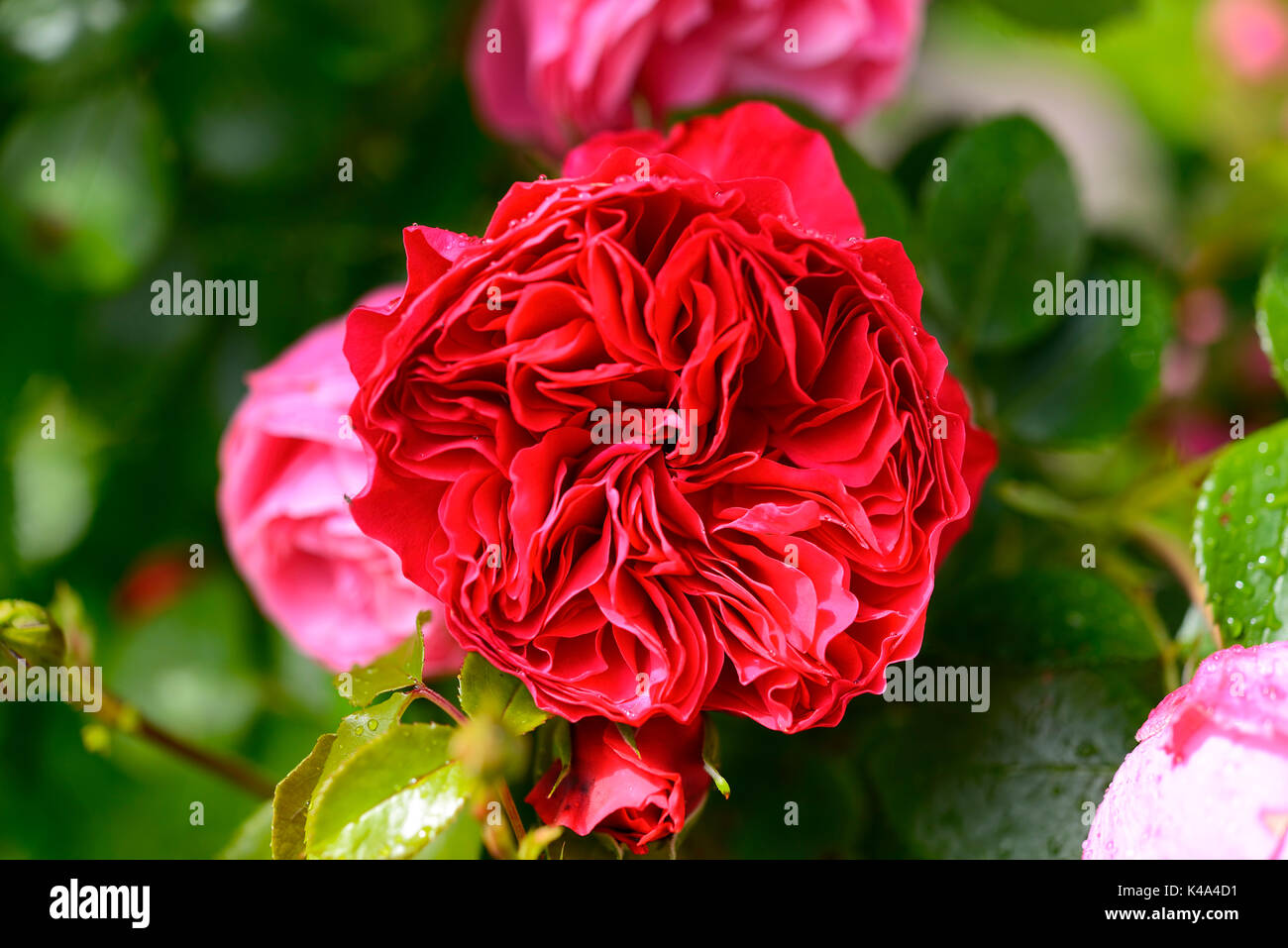 Rose Red Leonardo Da Vinci Stock Photo