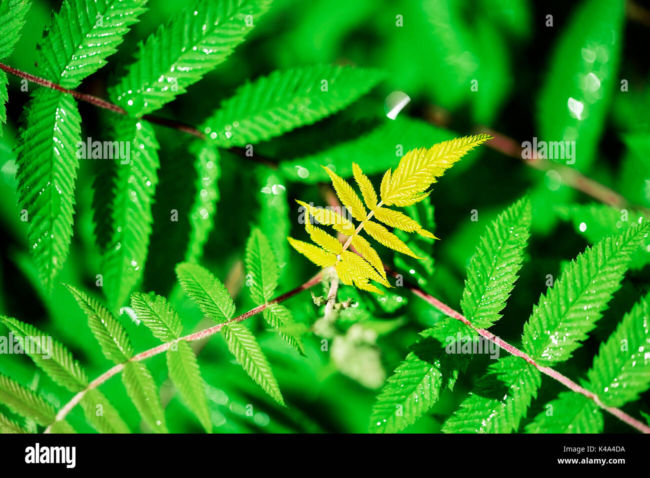 Yellow Leaf On A Plant Stock Photo