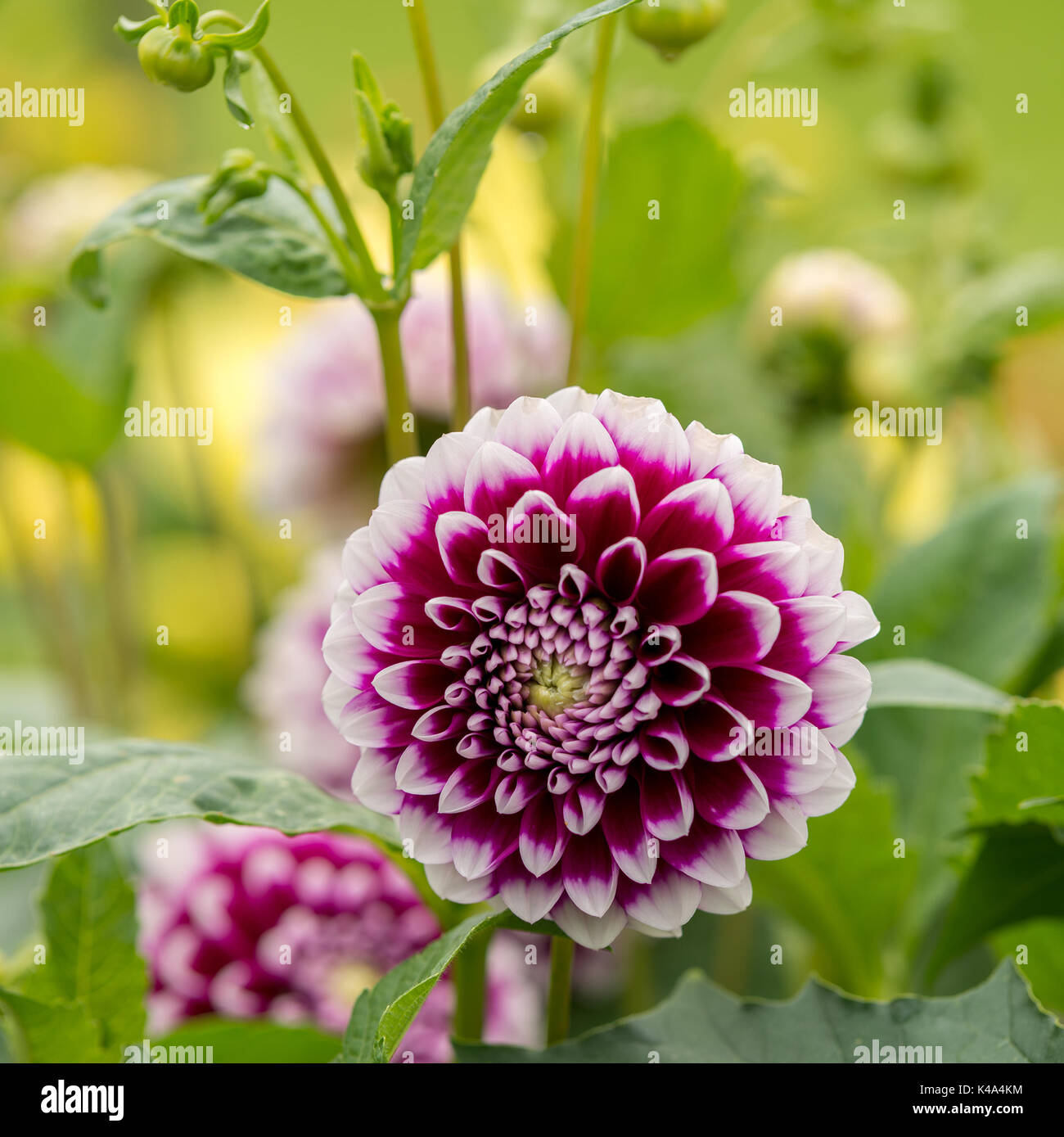 Flower of pink dahlia Stock Photo - Alamy