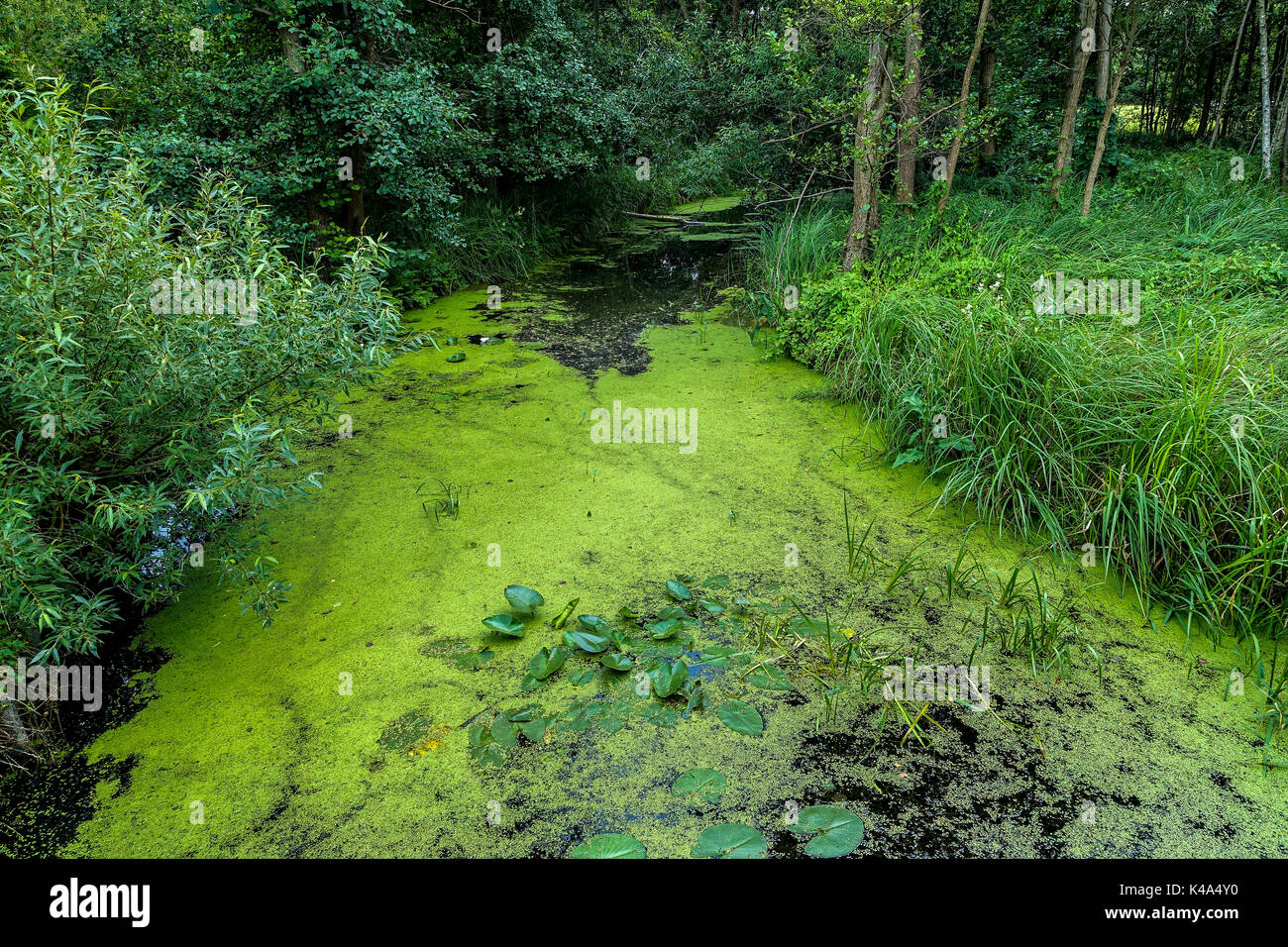 Algae Bloom Stock Photo Alamy