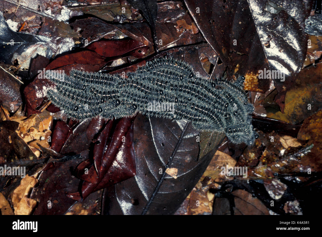 Rainforest Caterpillars Congregrating On Forest Floor Species