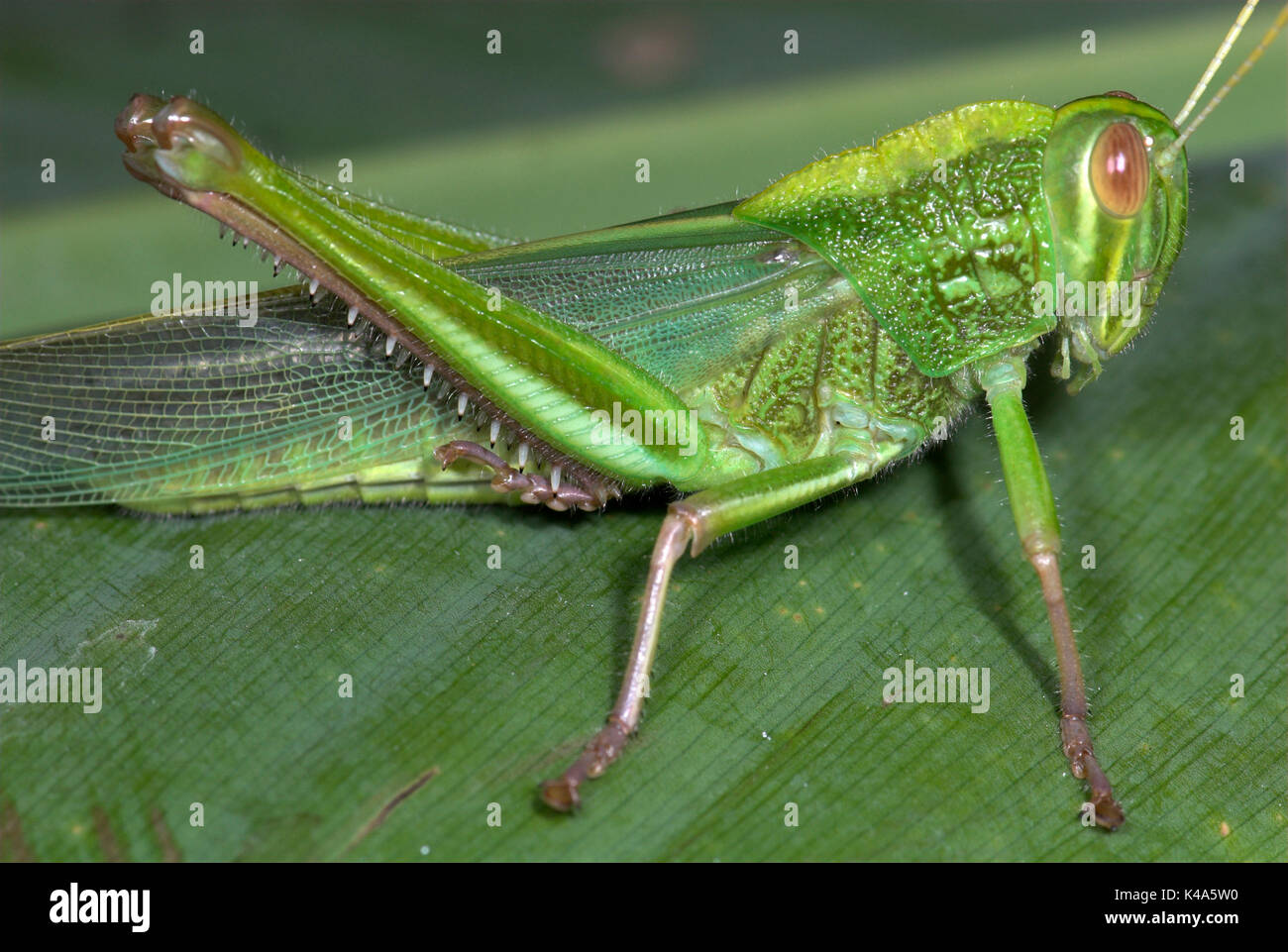 Jungle Grasshopper, Orthoptera sp, Thailand, green, large back legs for jumping Stock Photo