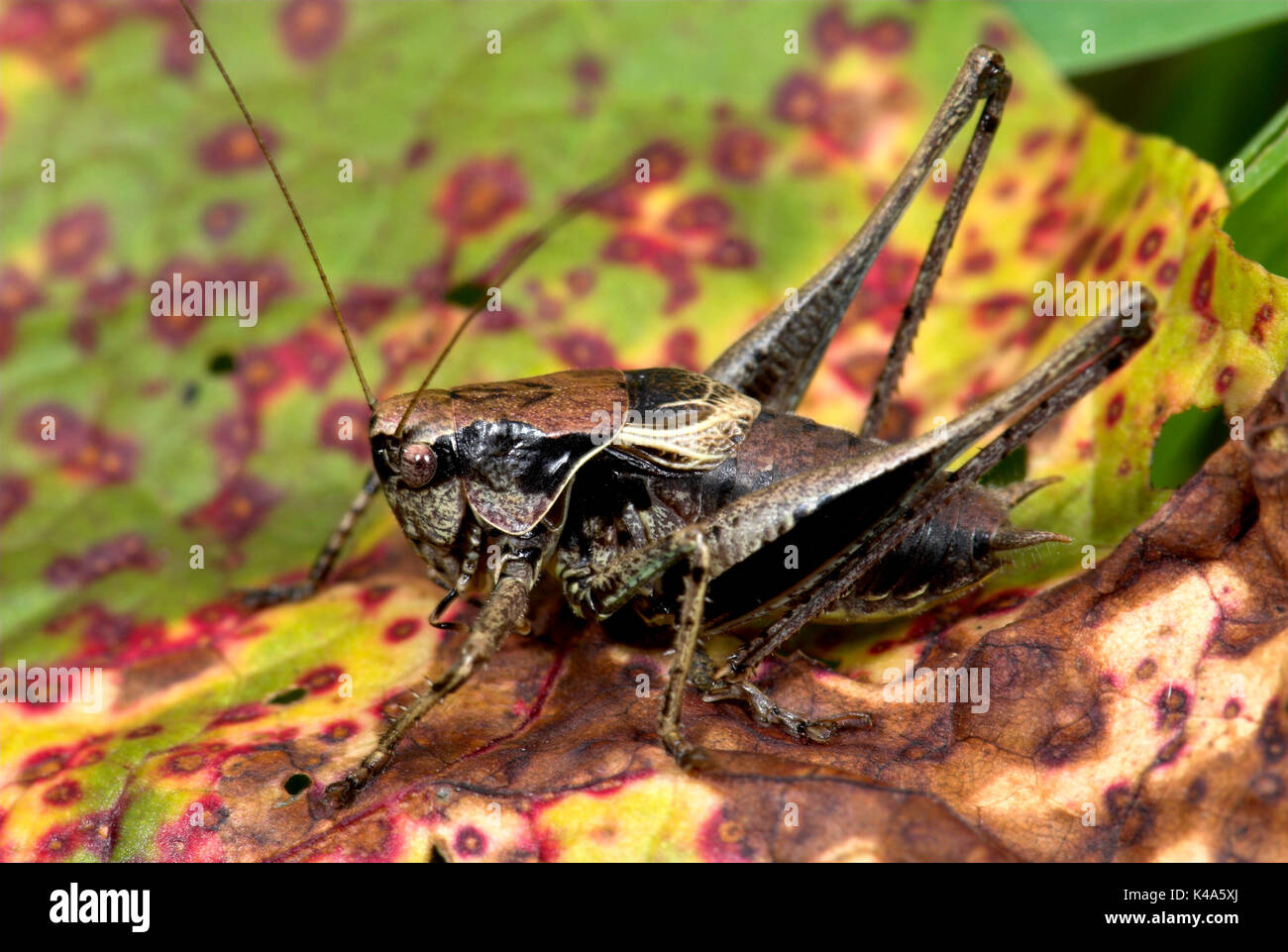 male-dark-bush-cricket-hi-res-stock-photography-and-images-alamy