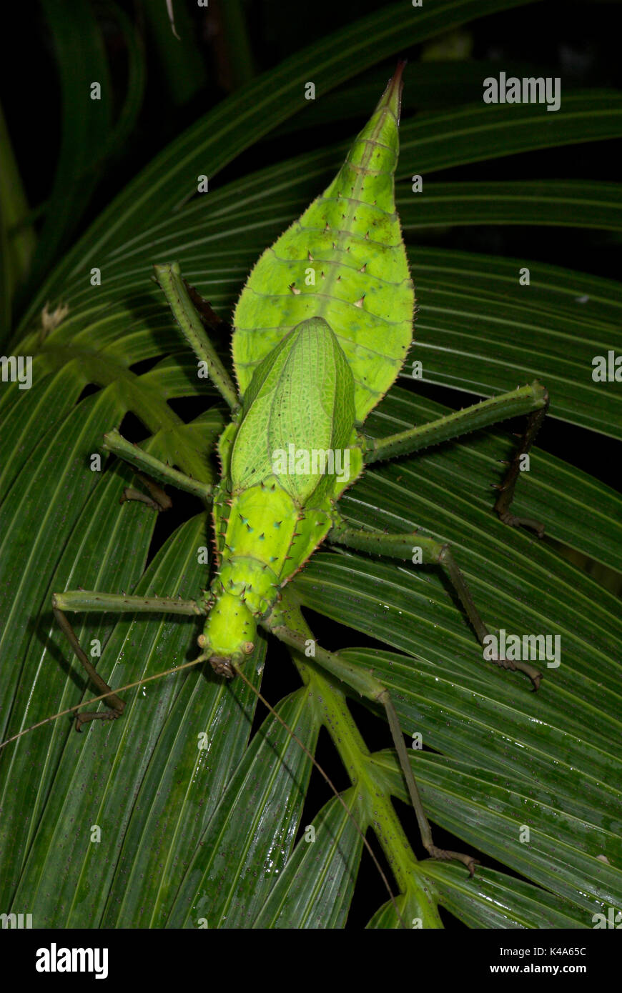 Jungle Nymph, Heteropteryx Dilatata, stick insect, green, camouflaged, Phasmid Stock Photo
