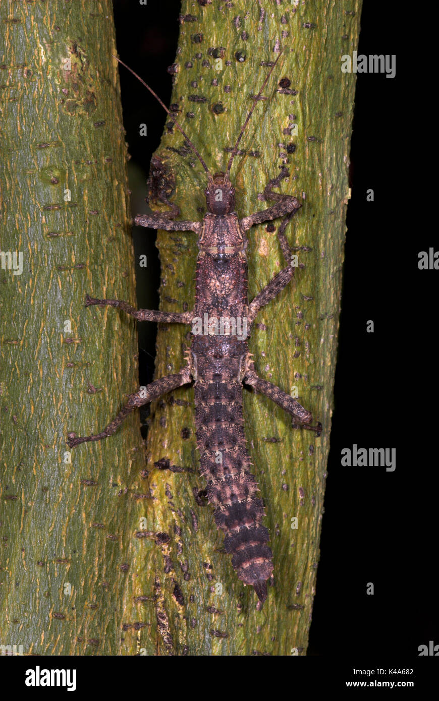 Vietnamese Insects Vietnamese stick insect hi-res stock photography and images - Alamy