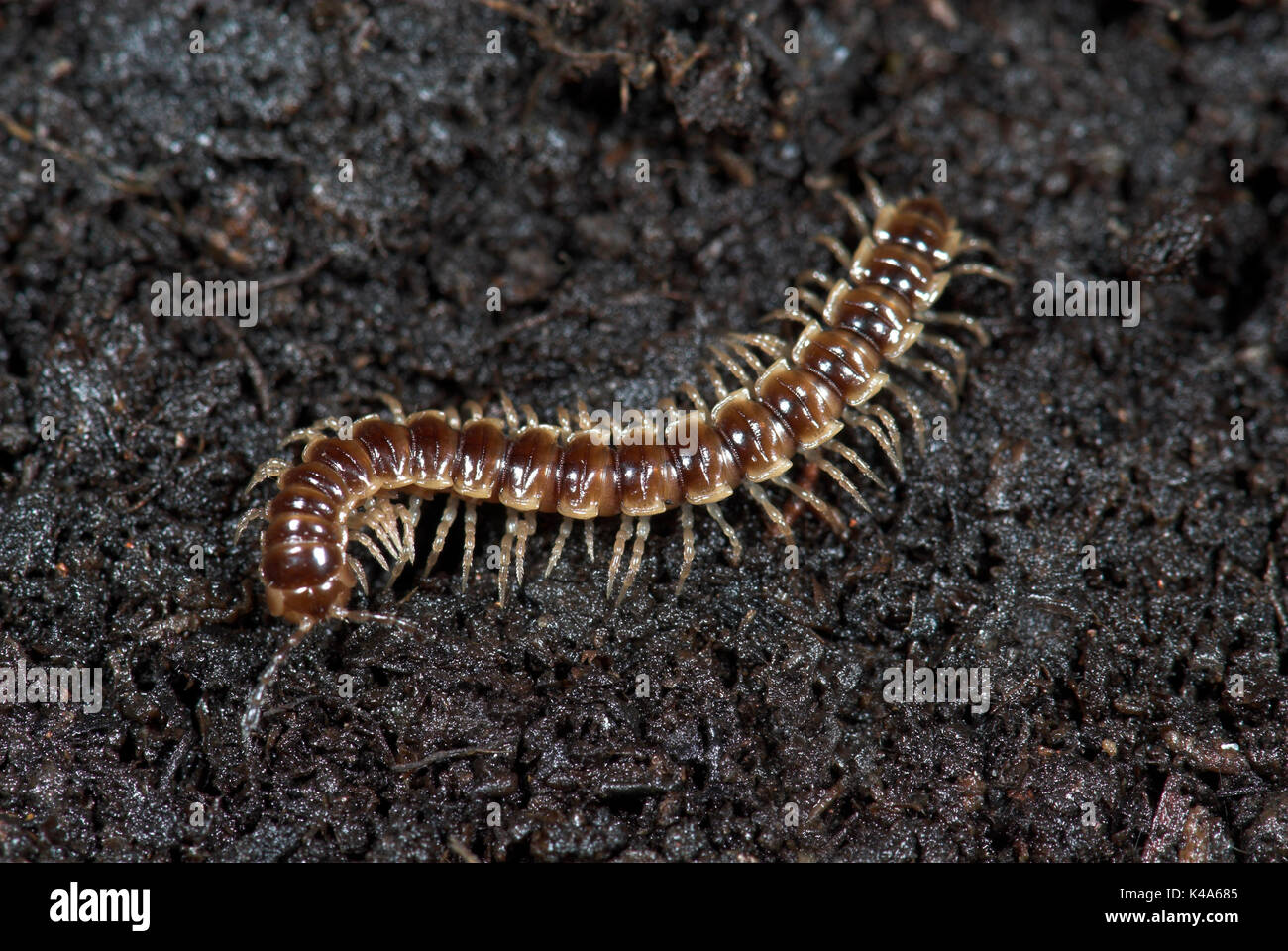 Flat Backed Millipede, Polydesmus angustus, on earth and leaf litter, garden Stock Photo