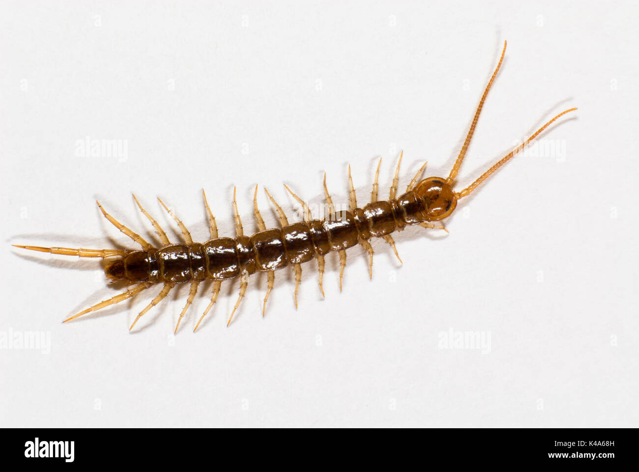 Common Centipede, Lithobius species, showing head, segmented body, antennae and legs, on white