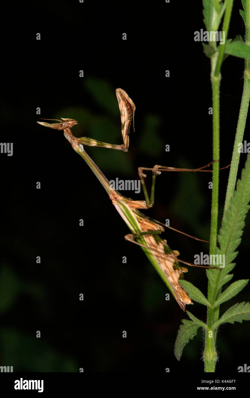 Praying Mantis, Empusa pennata, in striking position, Provence Stock Photo