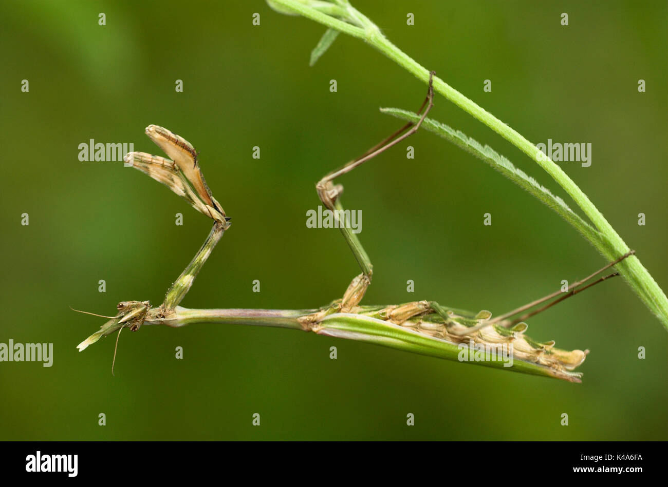 Praying Mantis, Empusa pennata, in striking position, Provence Stock Photo