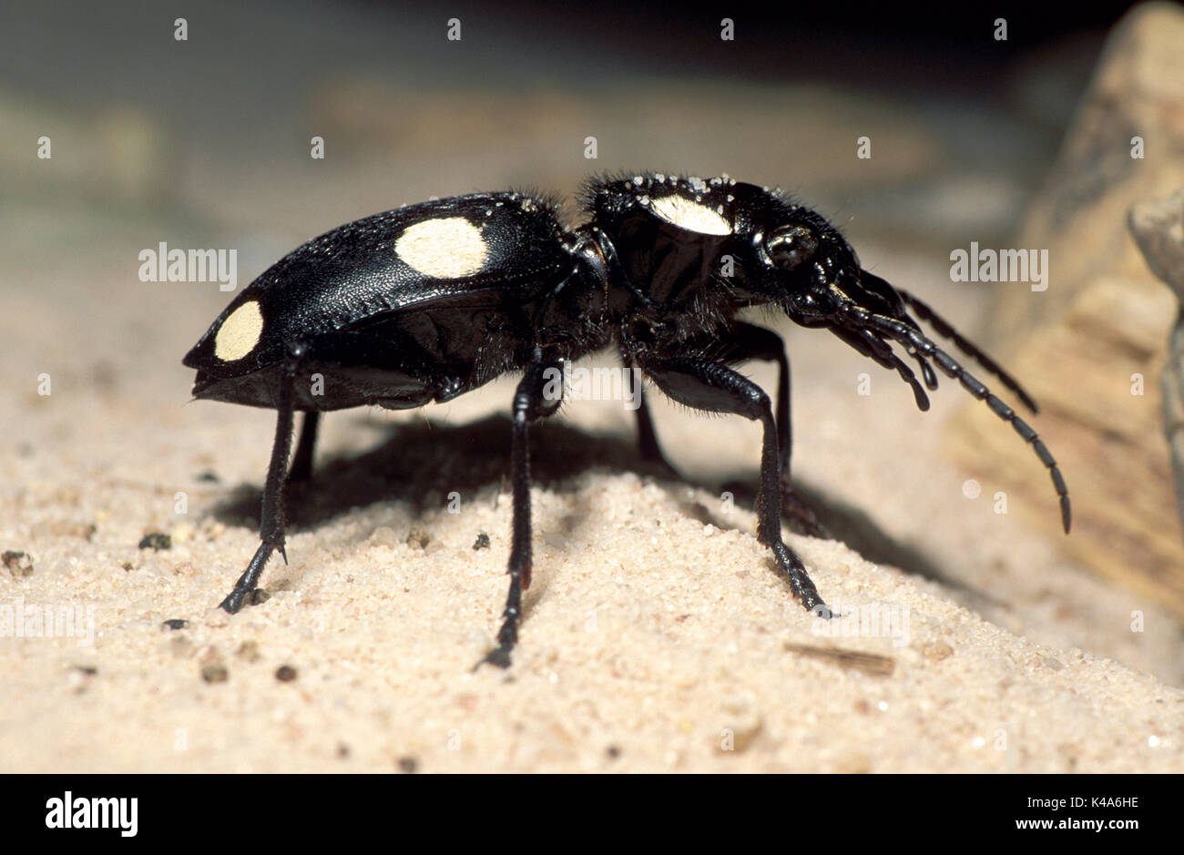 Domino Beetle, Anthia sexguttata, black with white spots, desert and scrub habitats, long stilt like legs to raise their bodies off the hot sand, Stock Photo