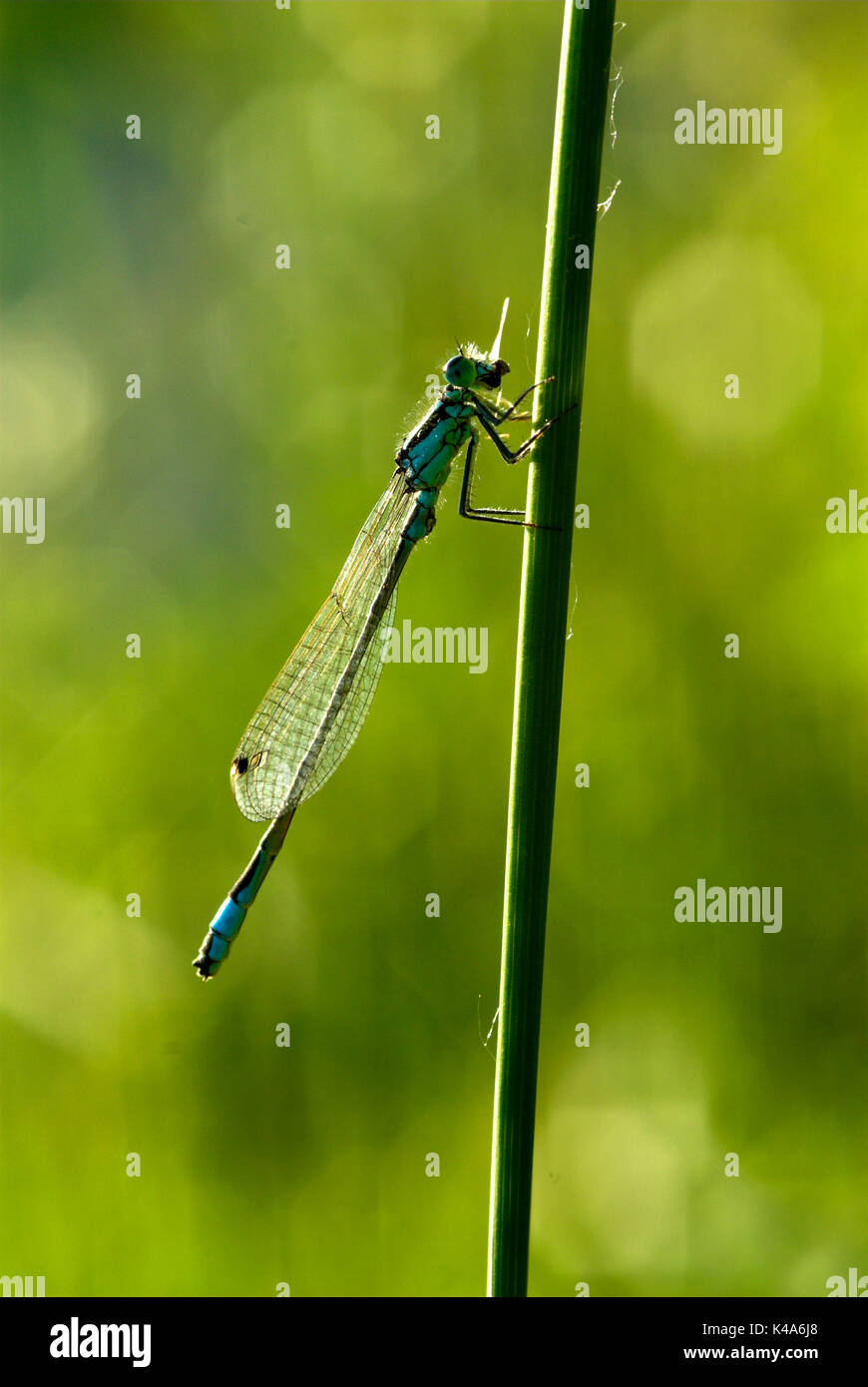 Blue Tailed Damselfly, Ischnuna elegans, resting on grass stem ...
