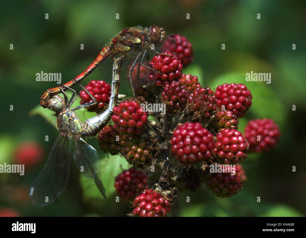 Common Sympetrum Dragonfly, Sympetrum striolatum, pair mating resting on red blackberries, bramble, dragonflies, linked, male grasping female by head  Stock Photo