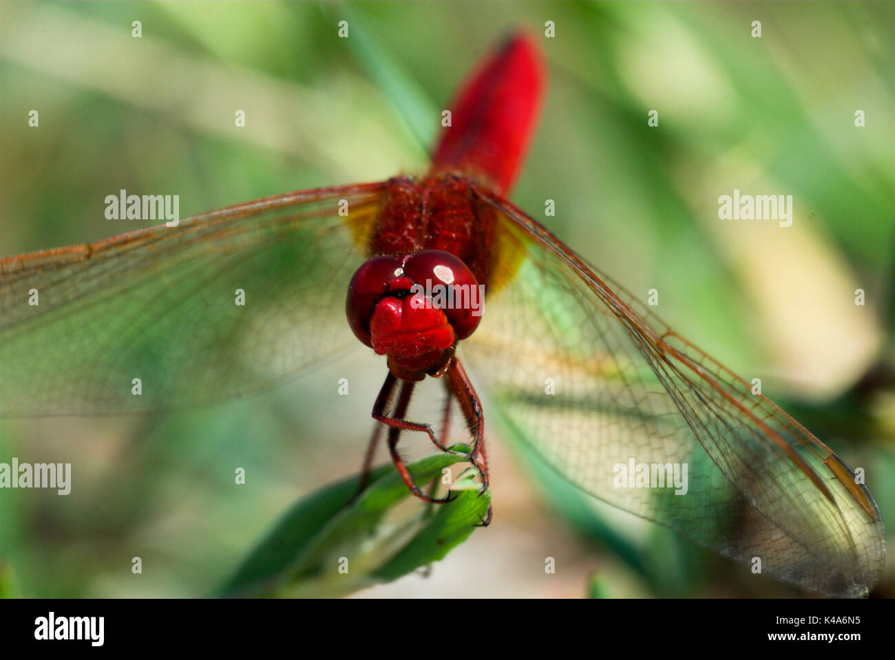 Violet Marked Darter Dragonfly, Trithemis annulata, Andalusia, Andalucia, red, close up of face showing large compound eyes Stock Photo
