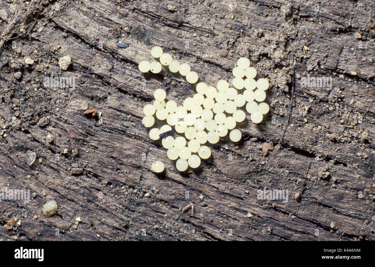 Common Centipede Eggs, Lithobius species, laid on wood, white Stock Photo