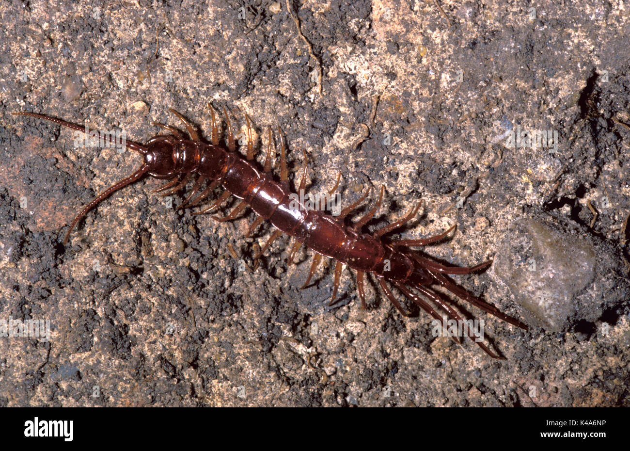 Common Centipede, Lithobius species, showing head, segmented body, antennae and legs Stock Photo