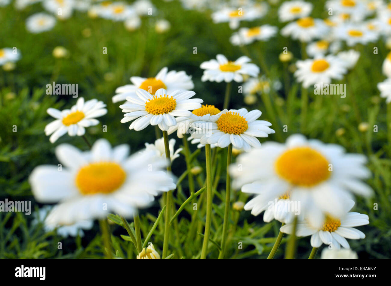 Chamomile seeds hi-res stock photography and images - Alamy