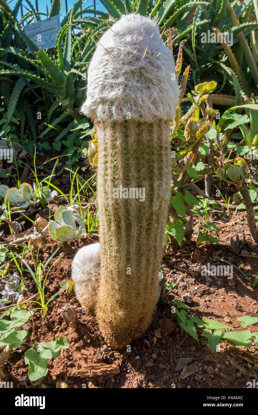 Kaktus Stock Photo