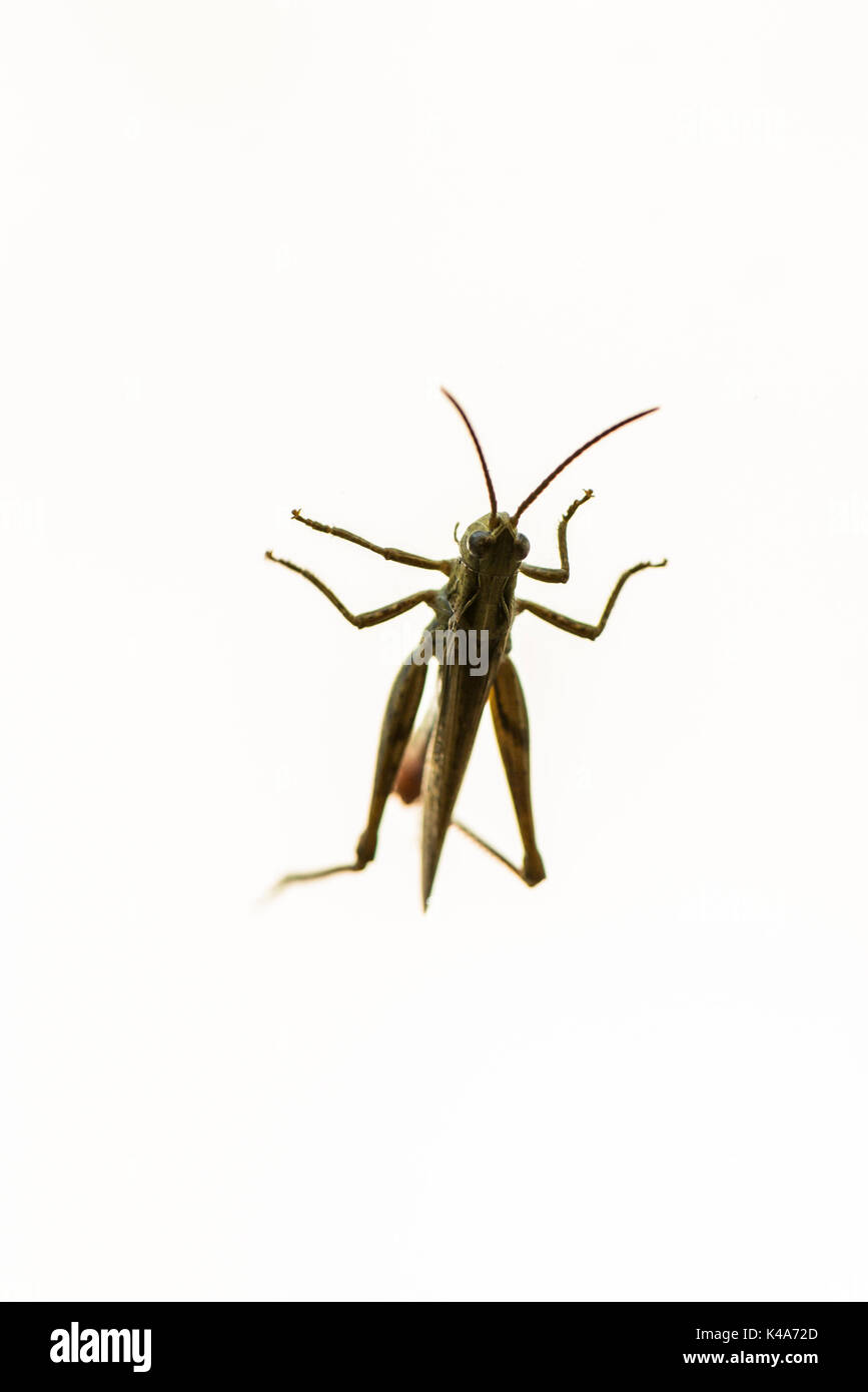 Field Cut Out Stock Images & Pictures Alamy