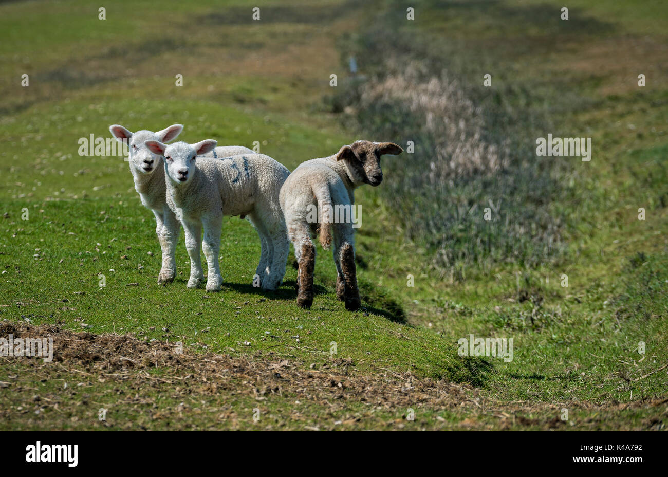 Sheep Stock Photo