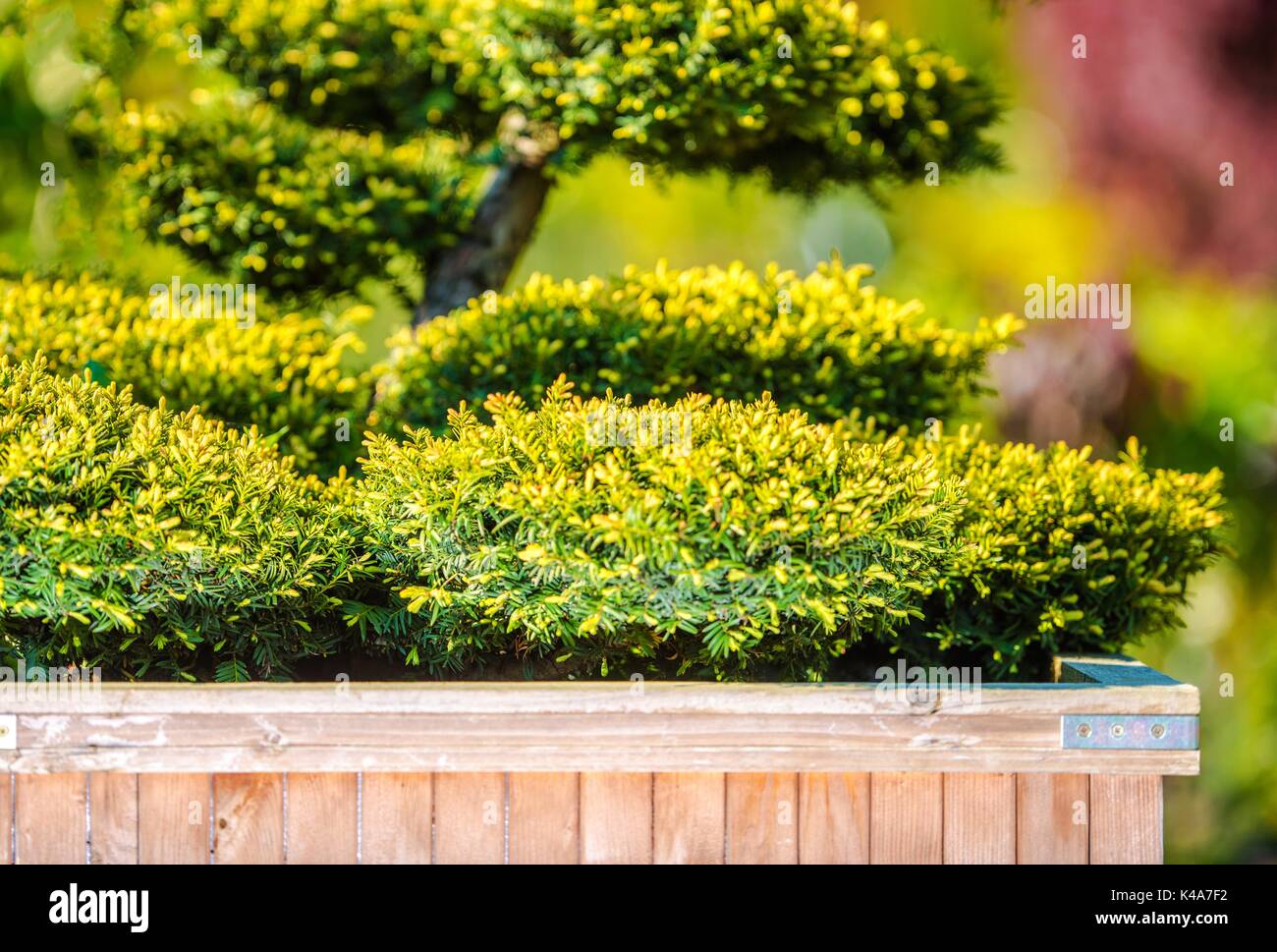 Modern garden plants hi-res stock photography and images - Alamy