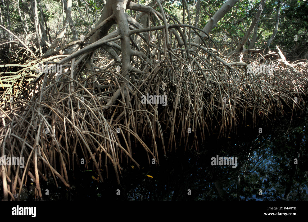 Mangrove Lagoon or Swamp, Margarita Island, Venezuela, showing roots into water, trees and shrubs that grow in saline coastal habitats in the tropics  Stock Photo