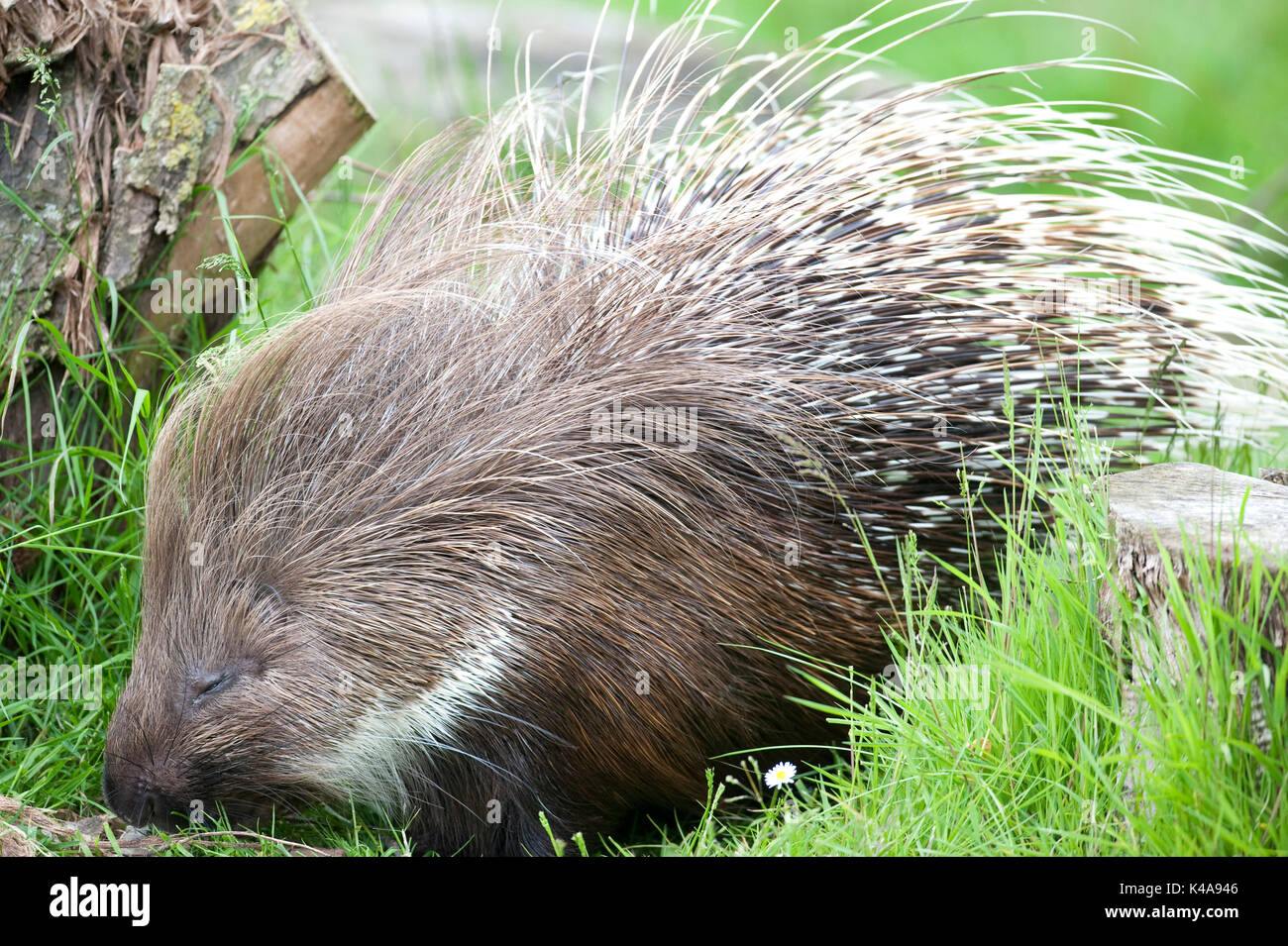 African Crested Porcupine, Hystris cristata, Captive, Africa, showing ...