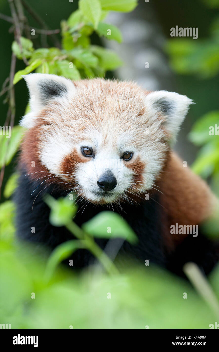 Red Panda, Ailurus fulgens, Captive, China, lesser panda and red cat-bear, is a small arboreal mammal native to the eastern Himalayas and southwestern Stock Photo