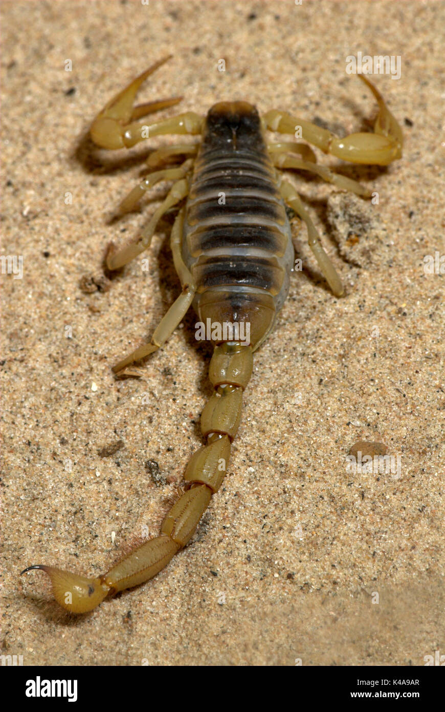 Scorpion, Hadrurus arizonensis, Arizona, sting in tail Stock Photo