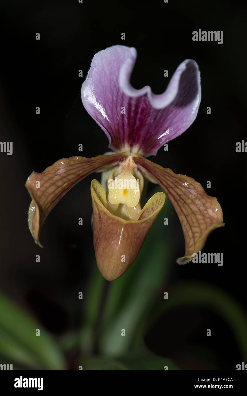 Slipper Orchid, paphiopedilum gratrixianum x charlesworthii, Vietnam & Laos, cultivated Stock Photo