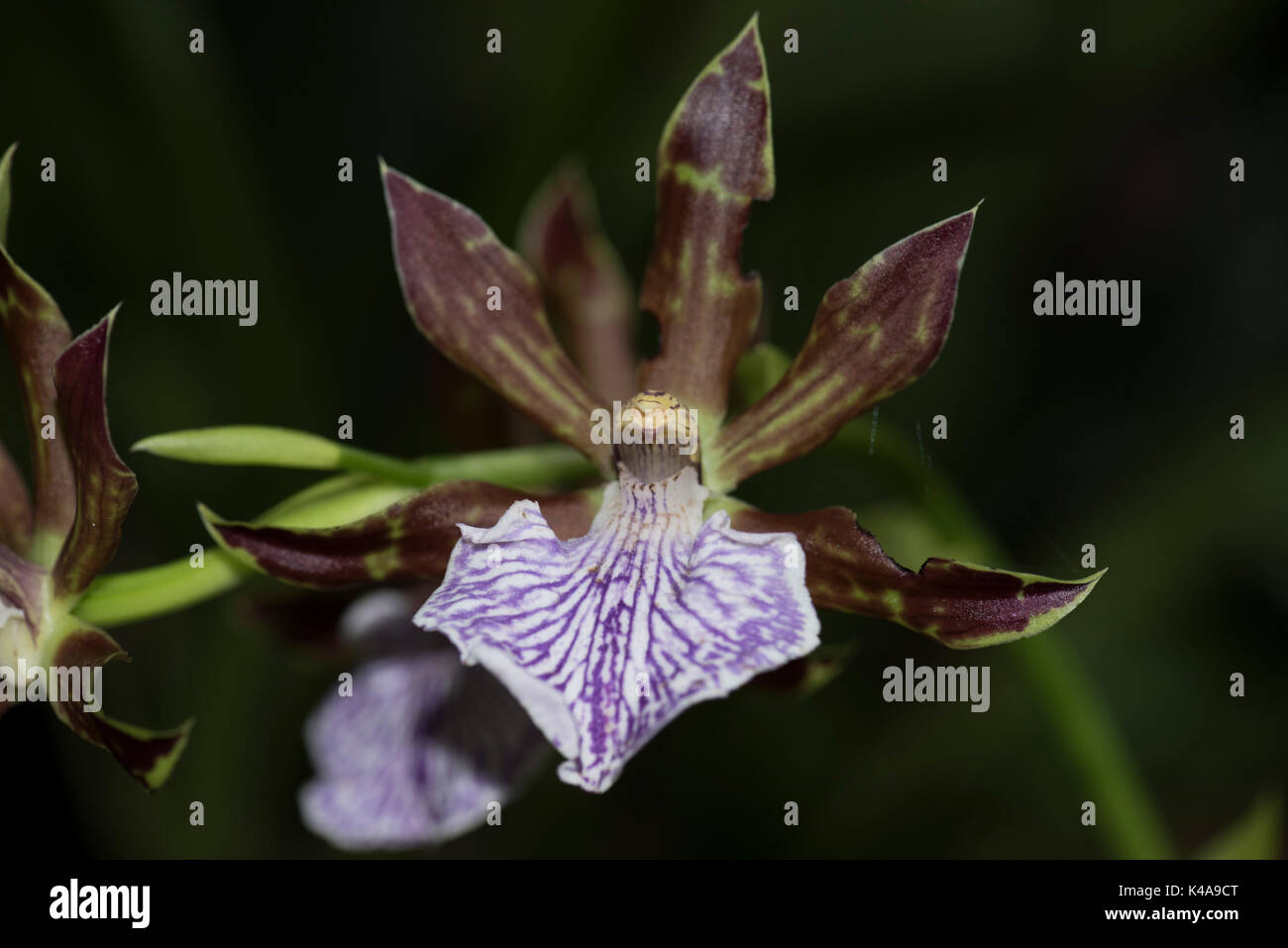 Zygopetalum Orchid, Granite Island, low to mid elevation regions of South America Stock Photo