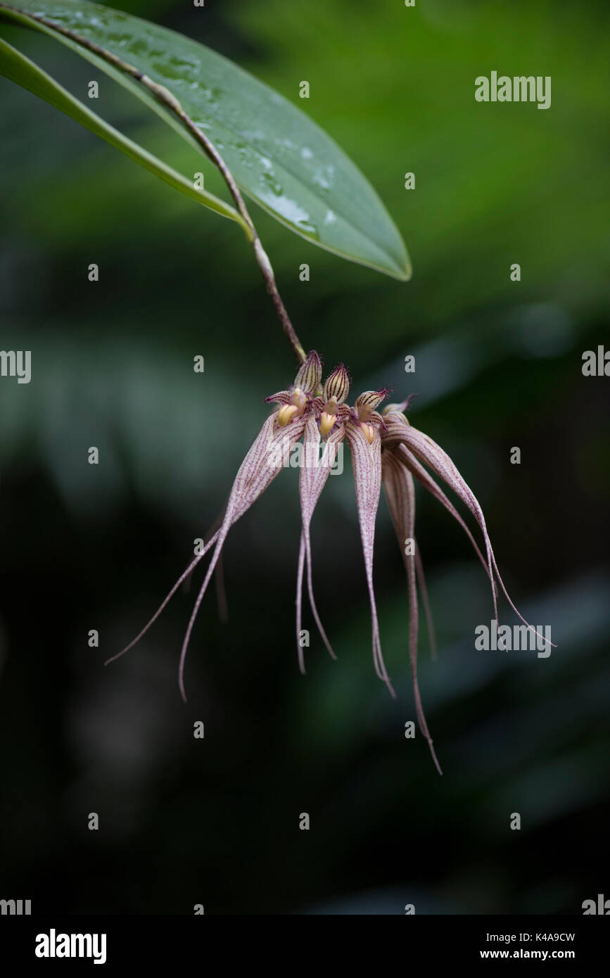 Bulbophyllum Louis Sander Orchid, is a primary Bulbophyllum hybrid between Bulbophyllum longissimum x ornatissimum, Cultivated flower Stock Photo