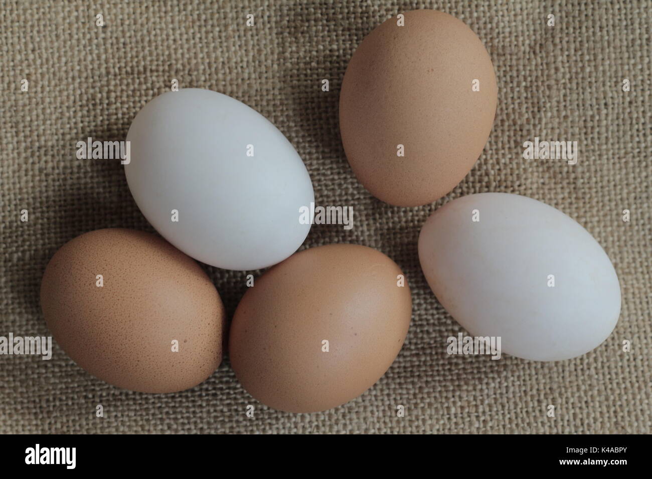 Fresh hens eggs hires stock photography and images Alamy