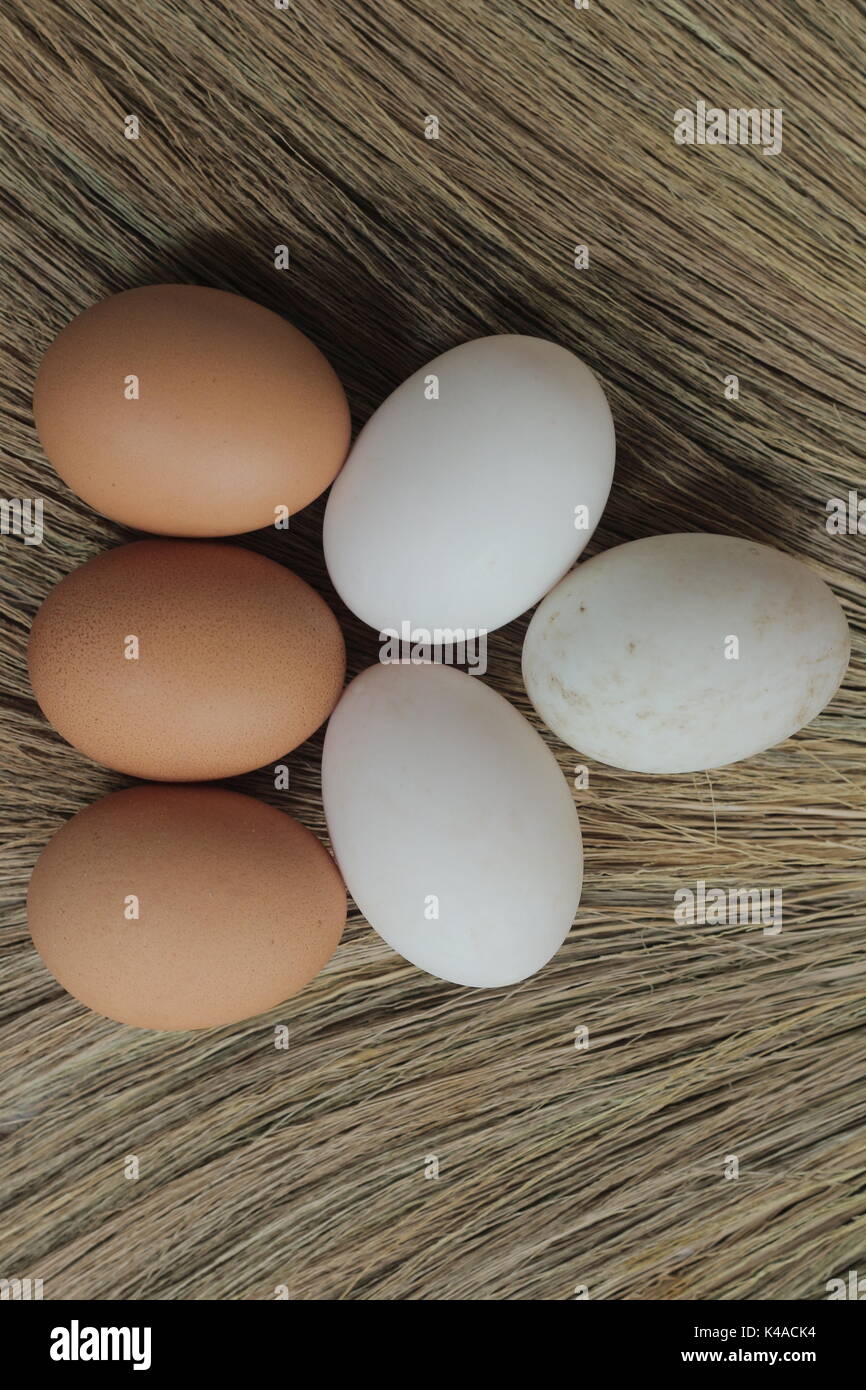 fresh hens eggs Stock Photo Alamy