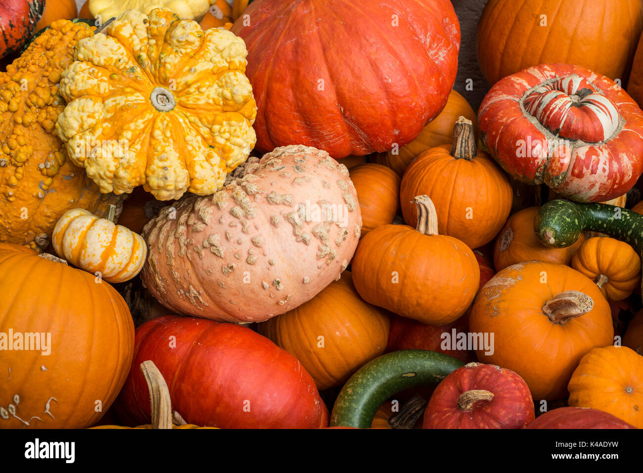 Different varieties of pumpkins, pumpkins, Baden-Württemberg, Germany Stock Photo