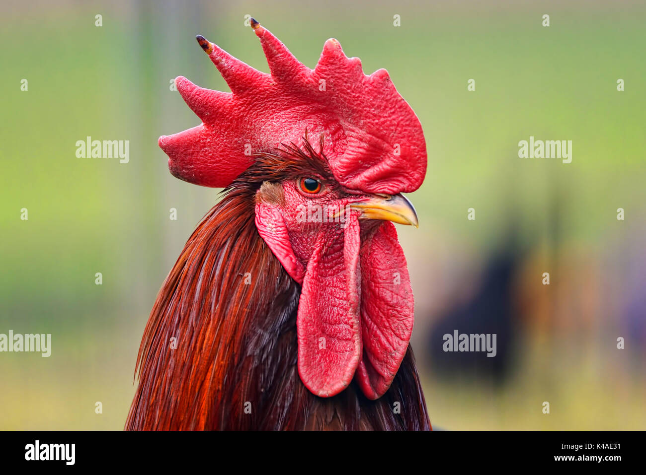 Barn Fowl, Cock Stock Photo