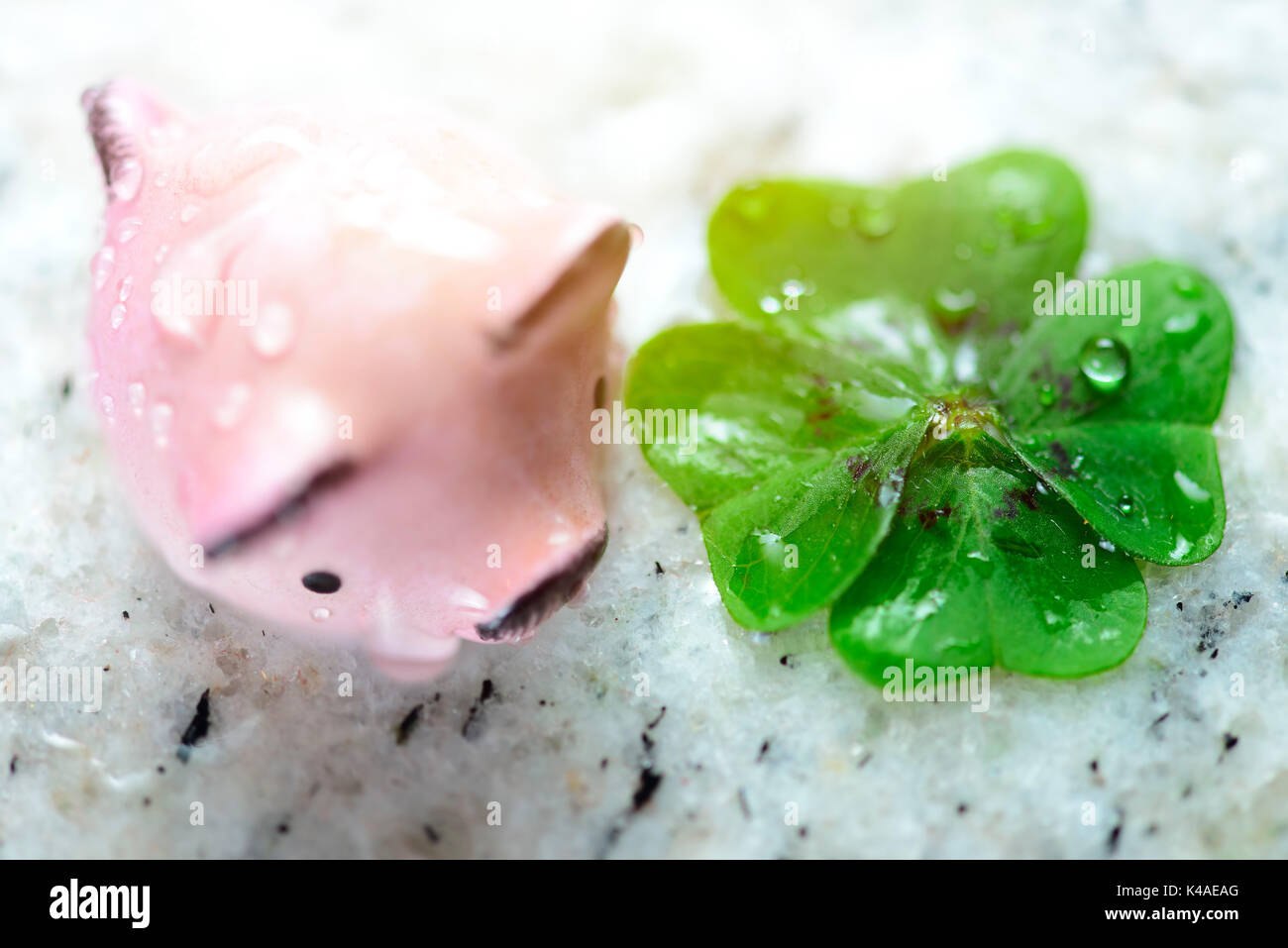 Four-Leaf Clover And Happy Pig, Symbols Of Good Luck Stock Photo