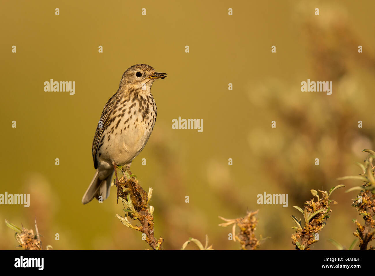 Raps (Anthus pratensis), Texel, North Holland, Netherlands Stock Photo