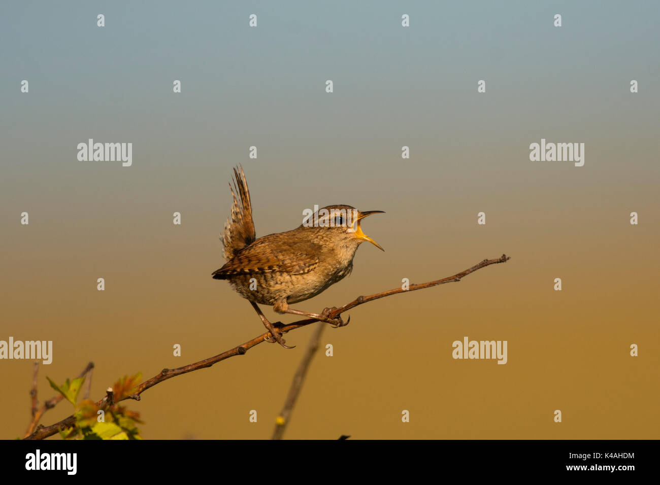 Eurasian wren (Troglodytes troglodytes), Texel, North Holland, Netherlands Stock Photo