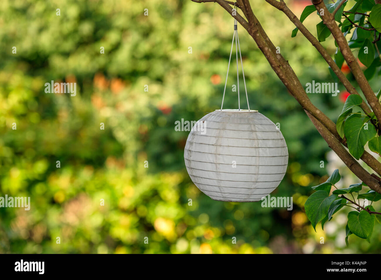 White paper lantern hanging from a tree in a garden. Stock Photo
