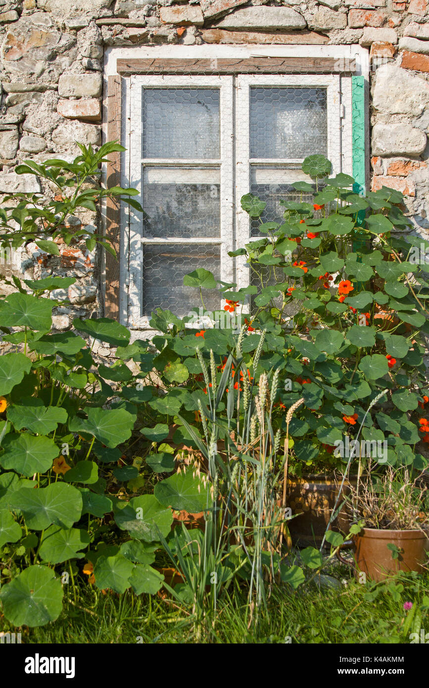 Fenster Mit Wucherden Gartenpflanzen Und -Blumen Stock Photo