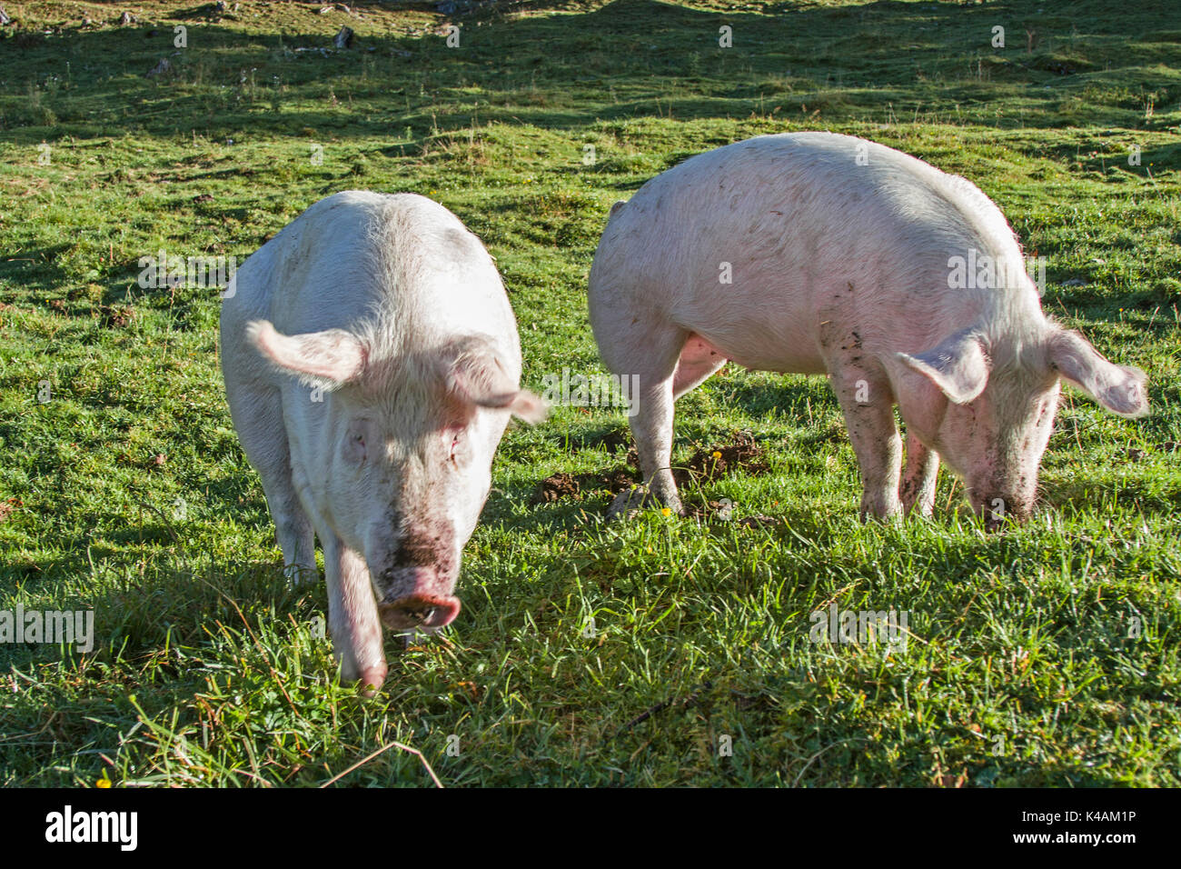 Fattening pigs hi-res stock photography and images - Alamy
