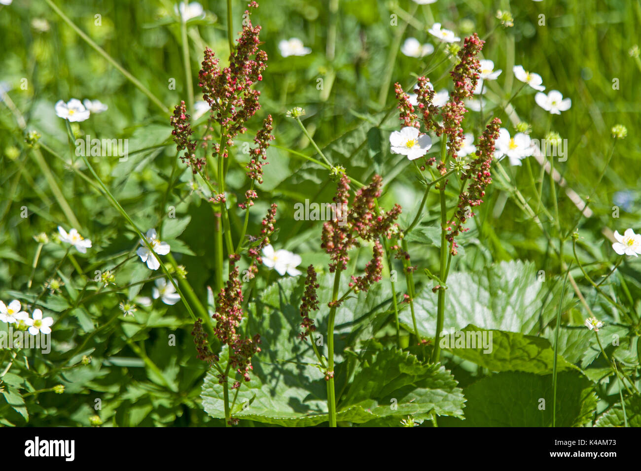 Gebirgsblume Die Auf Hochgelegenen Bergwiesen Im Sommer Blüht Stock Photo