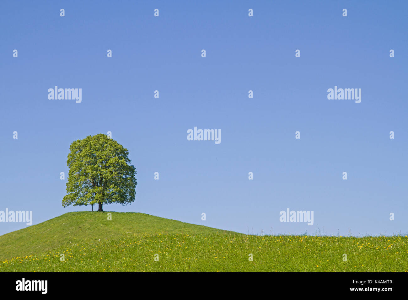 Individually Standing Deciduous Tree On The Moraine Hills Of Veiglberges Amid The Beautiful Foothills Of The Alps Stock Photo