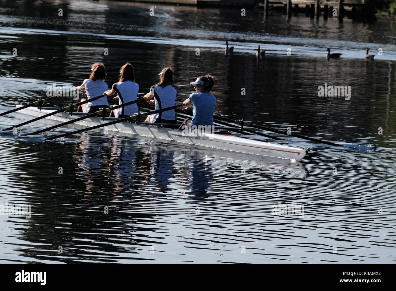 lady rowers on thames Stock Photo Alamy